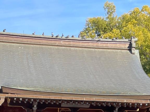 遅くなりましたが｜写メ日記｜真森｜鶯谷 人妻デリヘル 華恋人（カレント）