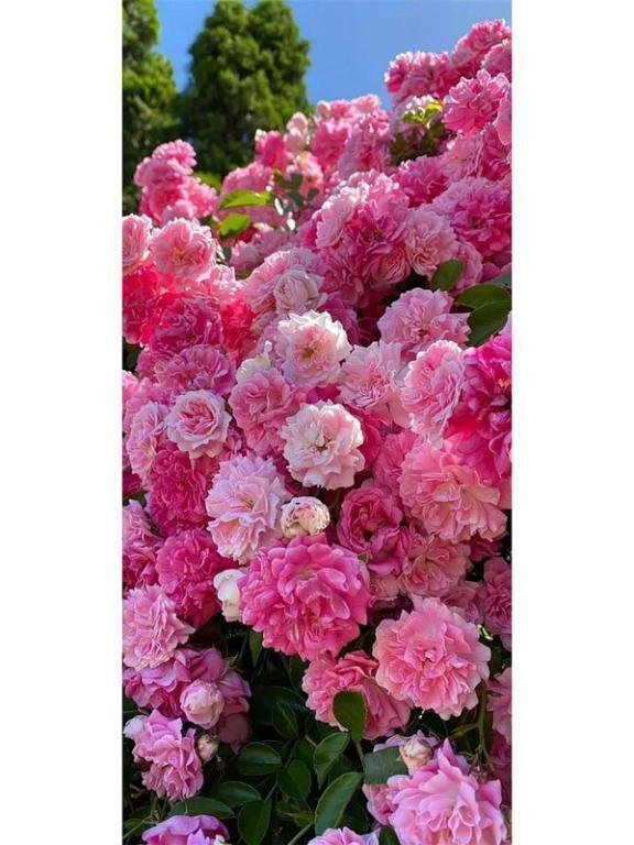 オールインジー H様 ありがとう｜写メ日記｜小野｜鶯谷 人妻デリヘル 華恋人（カレント）