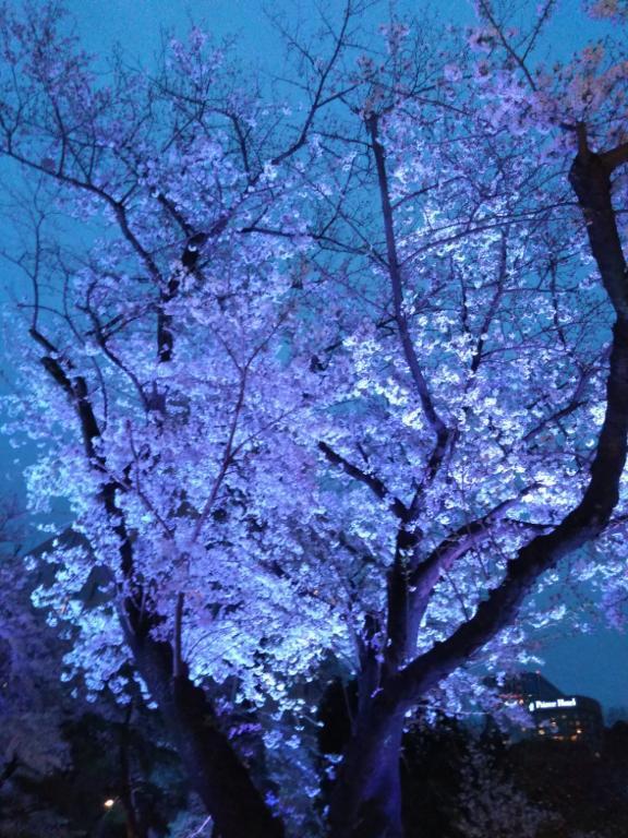 有り難うございました｜写メ日記｜秋本｜鶯谷 人妻デリヘル 華恋人（カレント）