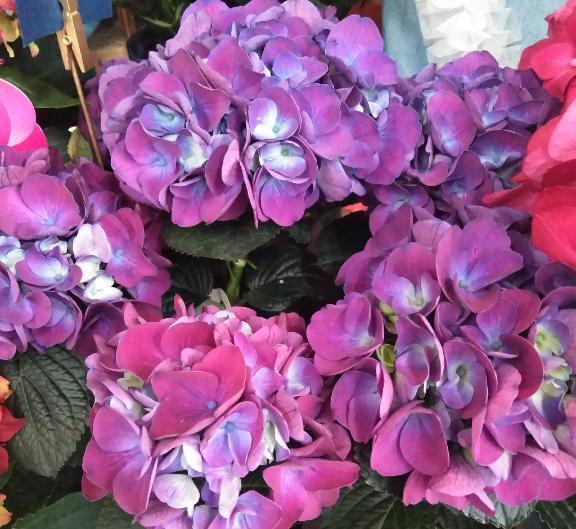 おはようございます｜写メ日記｜秋本｜鶯谷 人妻デリヘル 華恋人（カレント）