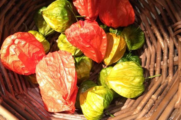 昨日は有り難うございました｜写メ日記｜秋本｜鶯谷 人妻デリヘル 華恋人（カレント）