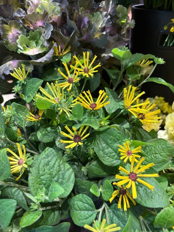 有難うございました｜写メ日記｜秋本｜鶯谷 人妻デリヘル 華恋人（カレント）