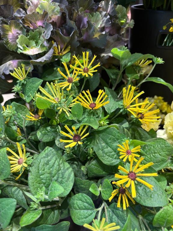 おはようございます｜写メ日記｜秋本｜鶯谷 人妻デリヘル 華恋人（カレント）