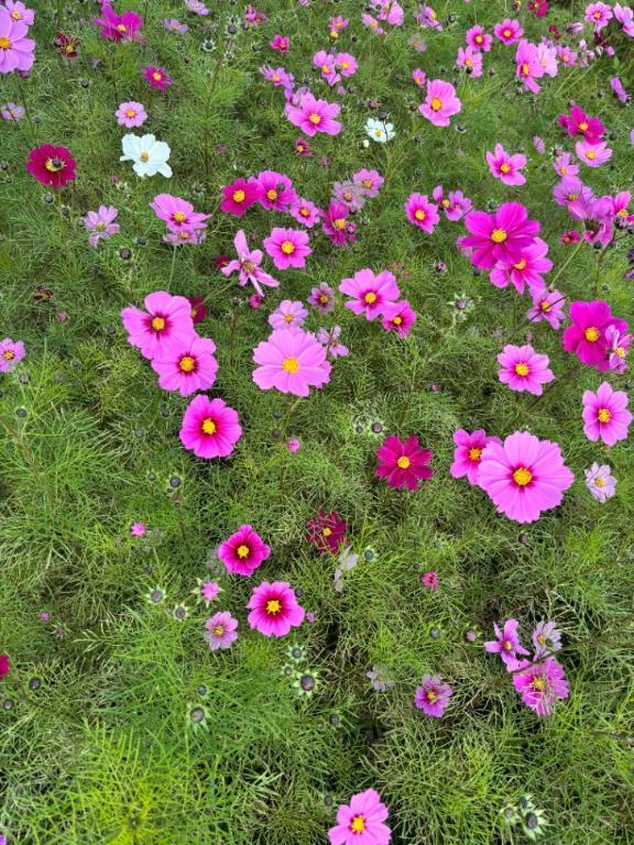 お疲れ様です｜写メ日記｜秋本｜鶯谷 人妻デリヘル 華恋人（カレント）