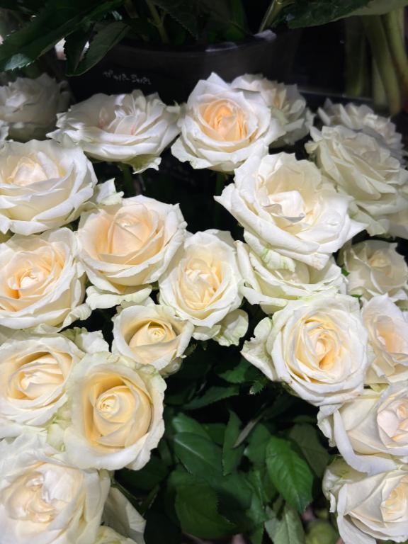 おはようございます｜写メ日記｜秋本｜鶯谷 人妻デリヘル 華恋人（カレント）