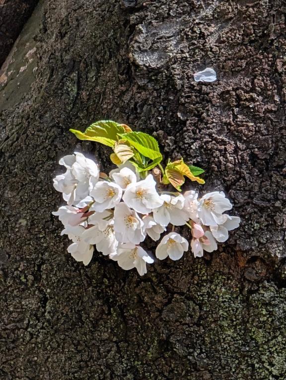 おめでとうございます｜写メ日記｜秋本｜鶯谷 人妻デリヘル 華恋人（カレント）