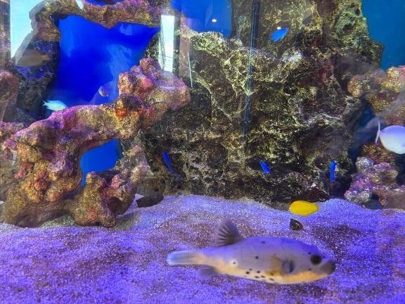 おはようございます｜写メ日記｜秋本｜鶯谷 人妻デリヘル 華恋人（カレント）