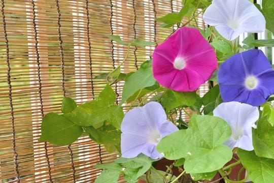 本日もよろしくお願いします｜写メ日記｜天音｜鶯谷 人妻デリヘル 華恋人（カレント）