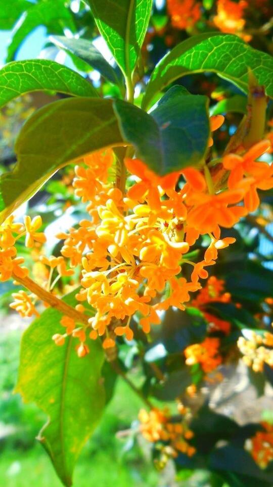 本日14:30〜20:00出勤します〜秋の花キンモクセイ〜｜写メ日記｜天音｜鶯谷 人妻デリヘル 華恋人（カレント）