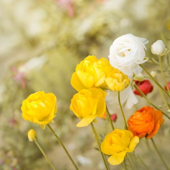 本日も、、14:30〜より｜写メ日記｜天音｜鶯谷 人妻デリヘル 華恋人（カレント）