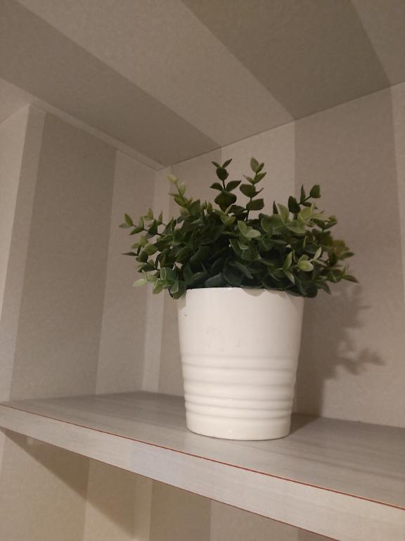 明日11/11㈫、14:30〜出勤します〜緑を〜｜写メ日記｜天音｜鶯谷 人妻デリヘル 華恋人（カレント）