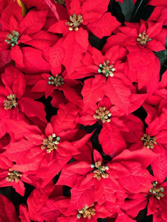 こんばんは。〜クリスマスを象徴するポインセチア〜｜写メ日記｜天音｜鶯谷 人妻デリヘル 華恋人（カレント）