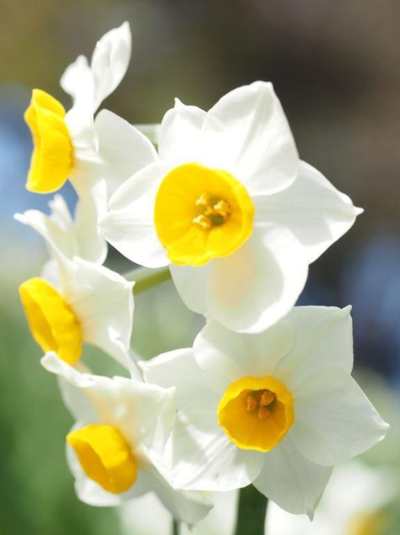 明日1/18㈰出勤します〜追加出勤は1/19㈪〜｜写メ日記｜天音｜鶯谷 人妻デリヘル 華恋人（カレント）