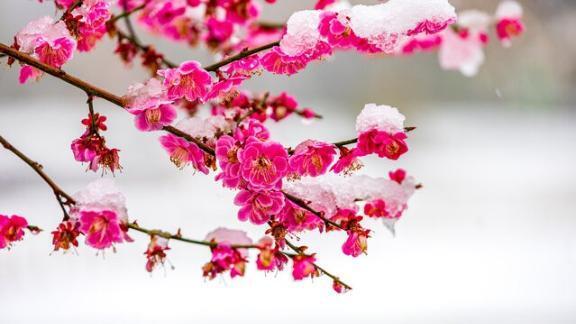 〜寒梅〜次回出勤は2/1㈰、早め時間です｜写メ日記｜天音｜鶯谷 人妻デリヘル 華恋人（カレント）