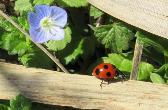 次回は、3/22㈰、3/25㈬出勤します〜啓蟄〜｜写メ日記｜天音｜鶯谷 人妻デリヘル 華恋人（カレント）