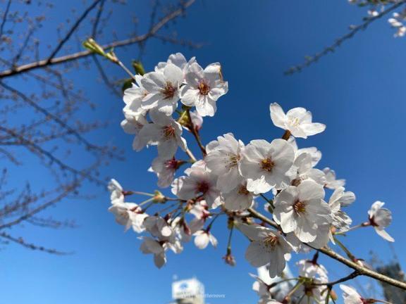 昨日もありがとうございました〜感謝〜｜写メ日記｜天音｜鶯谷 人妻デリヘル 華恋人（カレント）