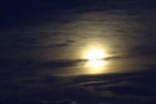 明日、12㈰出勤します〜朧月夜〜｜写メ日記｜天音｜鶯谷 人妻デリヘル 華恋人（カレント）