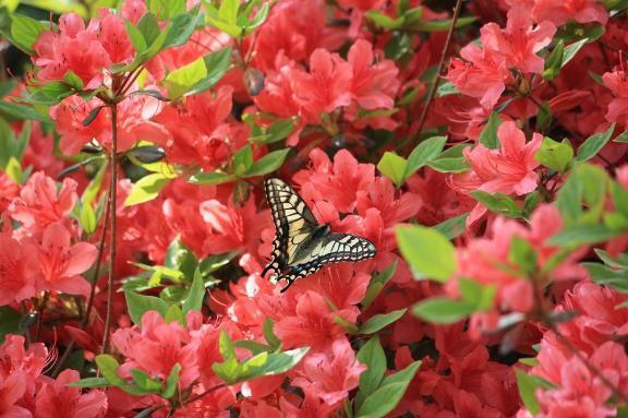 次回出勤は5/11㈪より〜ツツジと〜