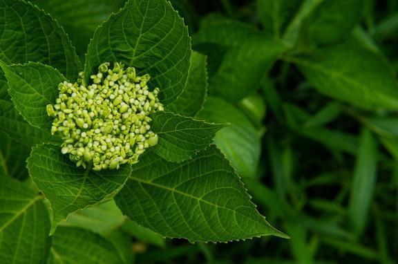 最近のおうちでの｜写メ日記｜天音｜鶯谷 人妻デリヘル 華恋人（カレント）