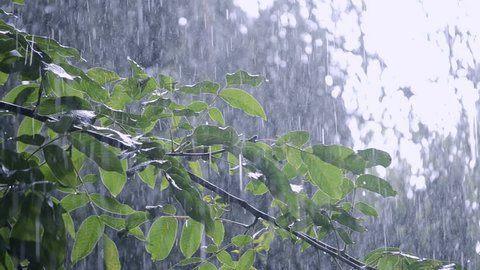 雨にも負けず？