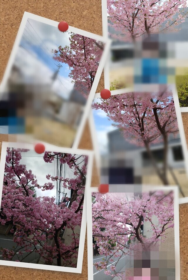 今週の出勤｜写メ日記｜松川(まつかわ)｜大塚・巣鴨 人妻デリヘル 『あげは』