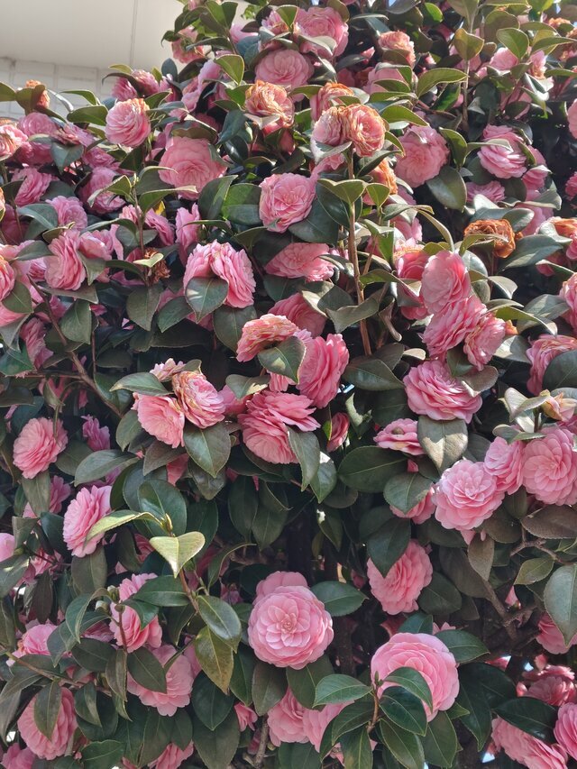 来週の予定｜写メ日記｜松川(まつかわ)｜大塚・巣鴨 人妻デリヘル 『あげは』