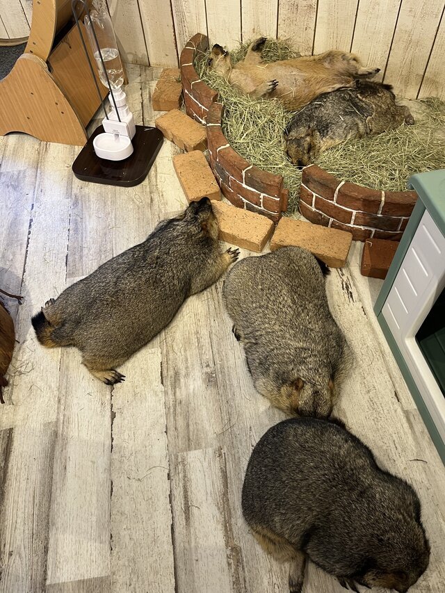 三連休最終日。｜写メ日記｜岡(おか)｜大塚・巣鴨 人妻デリヘル 『あげは』