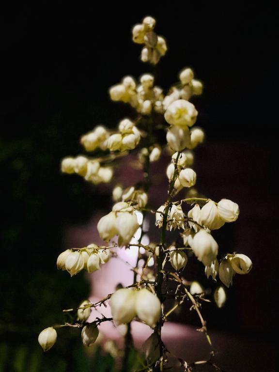 ユッカの花を見つけました｜写メ日記｜南條(なんじょう)｜大塚・巣鴨 人妻デリヘル 『あげは』