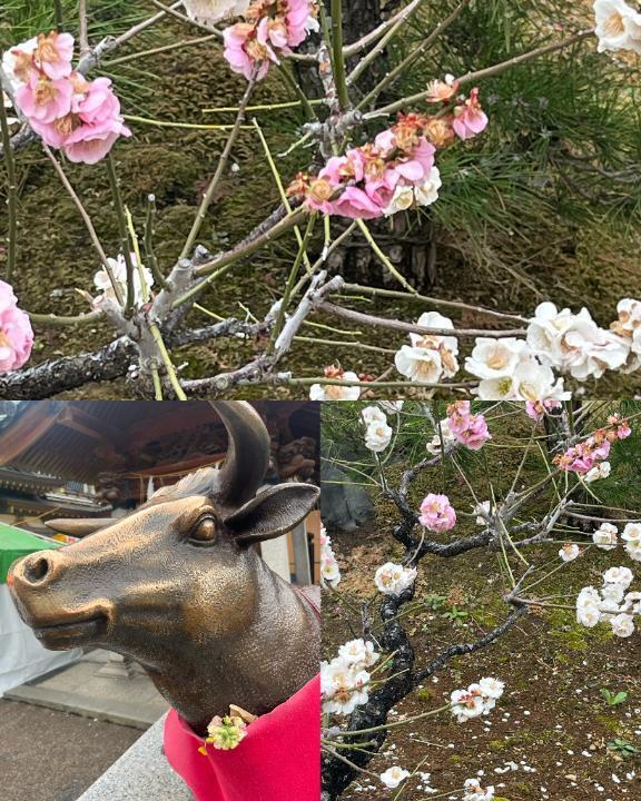 春を先取り｜写メ日記｜南條(なんじょう)｜大塚・巣鴨 人妻デリヘル 『あげは』