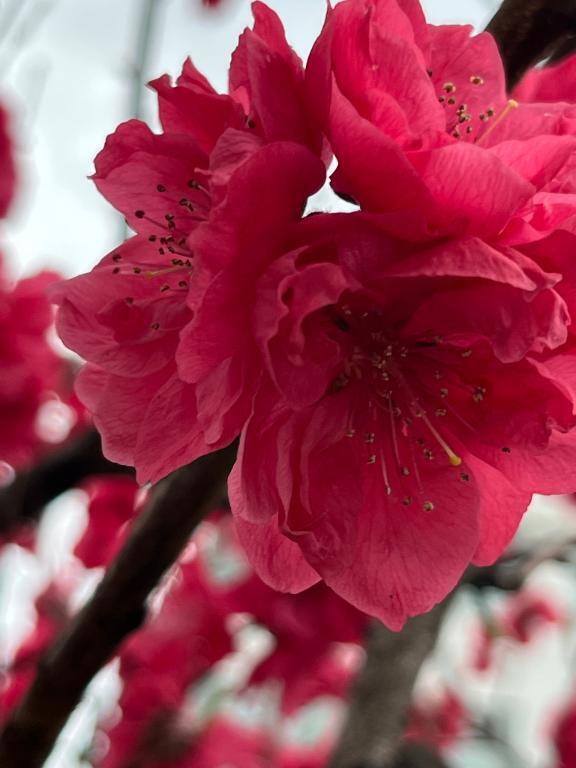 これは桃かな？