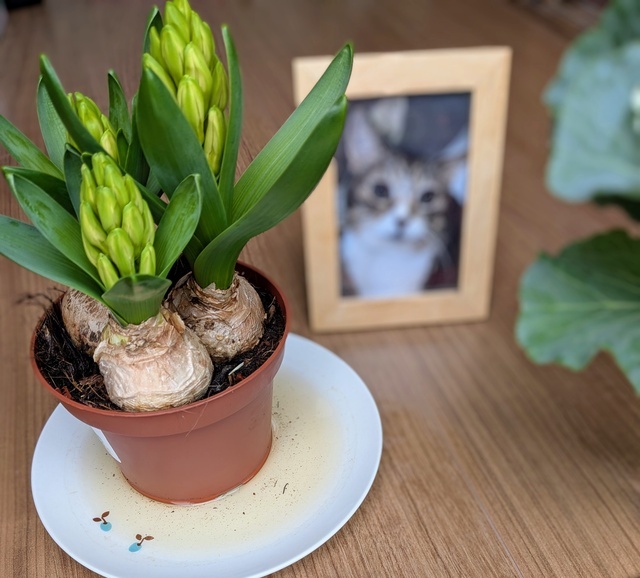 天国に旅立った😺が好きだったもの｜写メ日記｜上杉(うえすぎ)｜大塚・巣鴨 人妻デリヘル 『あげは』