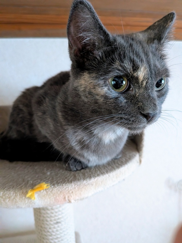 おはようございます｜写メ日記｜上杉(うえすぎ)｜大塚・巣鴨 人妻デリヘル 『あげは』
