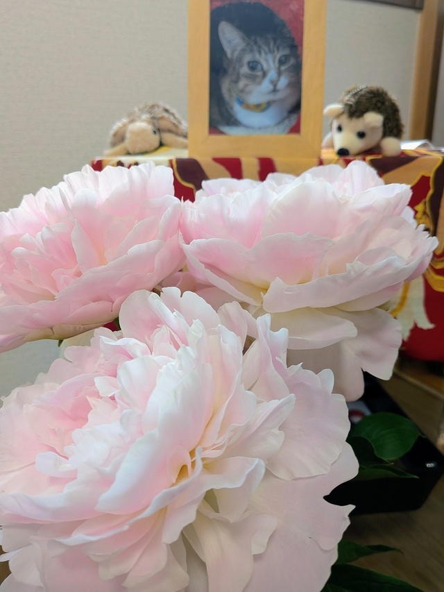 芍薬peony｜写メ日記｜上杉(うえすぎ)｜大塚・巣鴨 人妻デリヘル 『あげは』