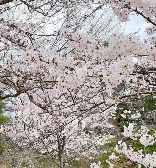 明日火曜日1330からいます♪｜写メ日記｜七瀬｜大塚・巣鴨 人妻デリヘル 十恋人～トレンド～