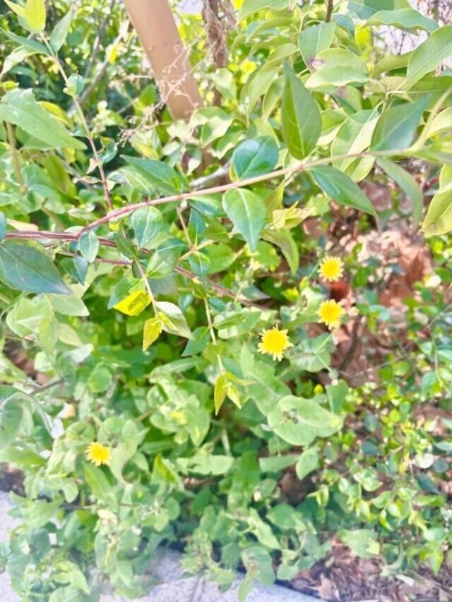 春の光の中で｜写メ日記｜宮沢｜大塚・巣鴨 人妻デリヘル 十恋人～トレンド～