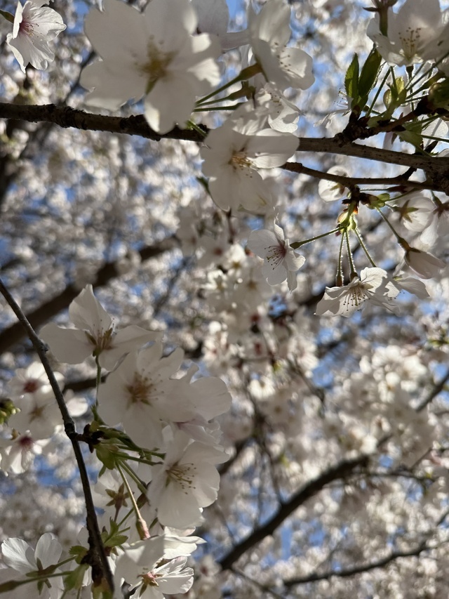 桜｜写メ日記｜月野｜大塚・巣鴨 人妻デリヘル 十恋人～トレンド～