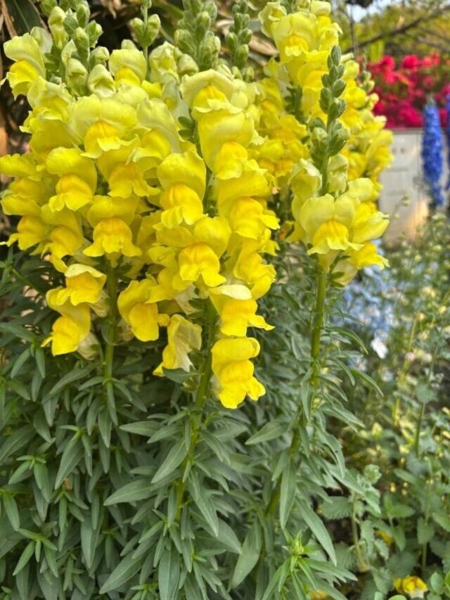 赤いルージュのくちびる〜我が家編