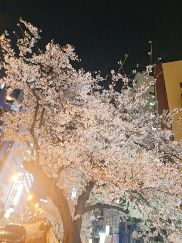夜桜！｜写メ日記｜香坂｜大塚・巣鴨 人妻デリヘル 十恋人～トレンド～