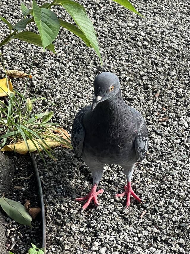 どうも鳩です｜写メ日記｜高樹｜大塚・巣鴨 人妻デリヘル 十恋人～トレンド～