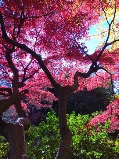 明日｜写メ日記｜仲間｜大塚・巣鴨 人妻デリヘル 十恋人～トレンド～