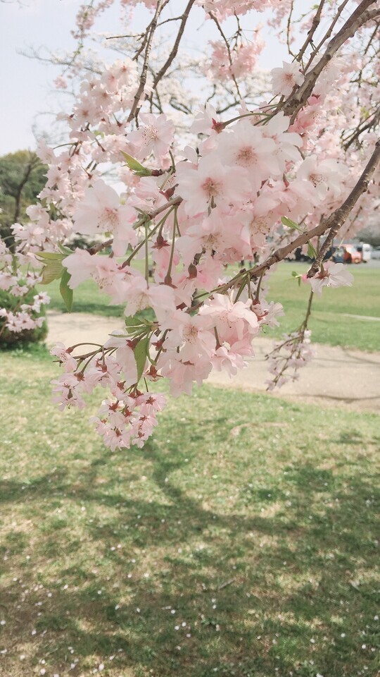 おはようございます☀︎⋆꙳*.‎✭¨̮｜写メ日記｜高岡｜大塚・巣鴨 人妻デリヘル 十恋人～トレンド～