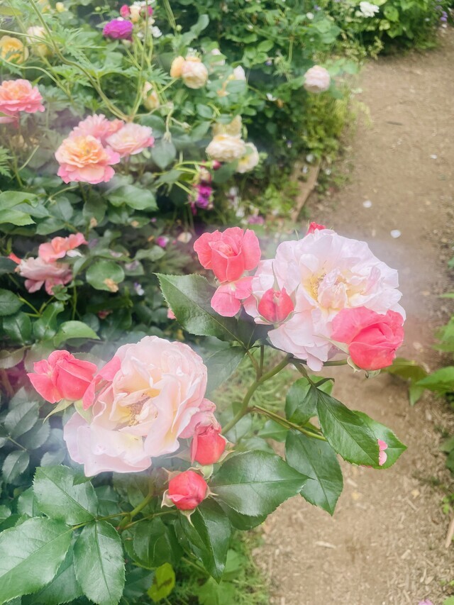 おはようございます⋆̩☂︎*̣̩｜写メ日記｜高岡｜大塚・巣鴨 人妻デリヘル 十恋人～トレンド～