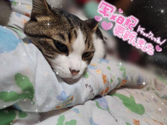 泥棒猫🐈｜写メ日記｜さとみ｜渋谷 人妻デリヘル 出会い系　人妻ネットワーク　渋谷～目黒編