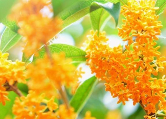 おはようございます。｜写メ日記｜ゆか｜渋谷 人妻デリヘル 出会い系　人妻ネットワーク　渋谷～目黒編