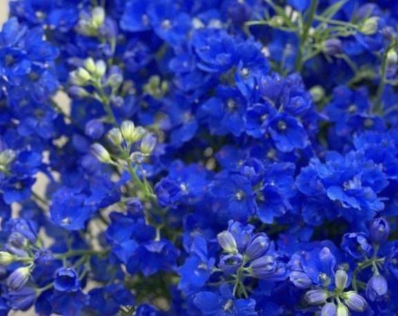 おはようございます｜写メ日記｜ゆか｜渋谷 人妻デリヘル 出会い系　人妻ネットワーク　渋谷～目黒編