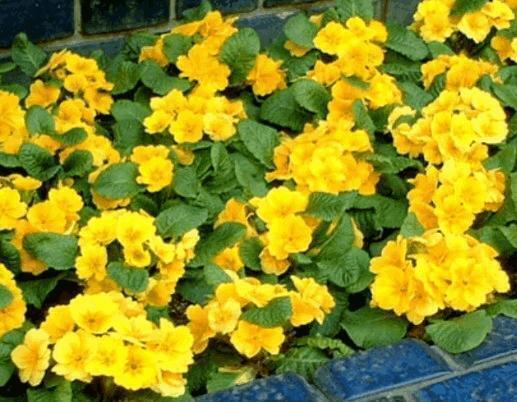 おはようございます|写メ日記|ゆか|渋谷 人妻デリヘル 出会い系 人妻ネットワーク 渋谷~目黒編