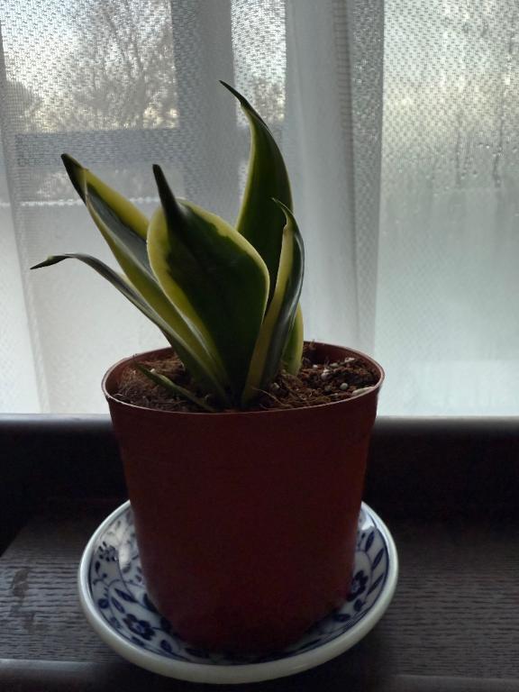 植物買いました