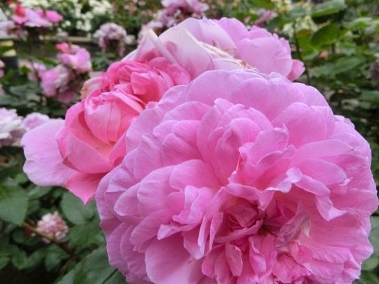 通りかかったので読んでみよう｜写メ日記｜結花｜渋谷 人妻デリヘル 出会い系　人妻ネットワーク　渋谷～目黒編