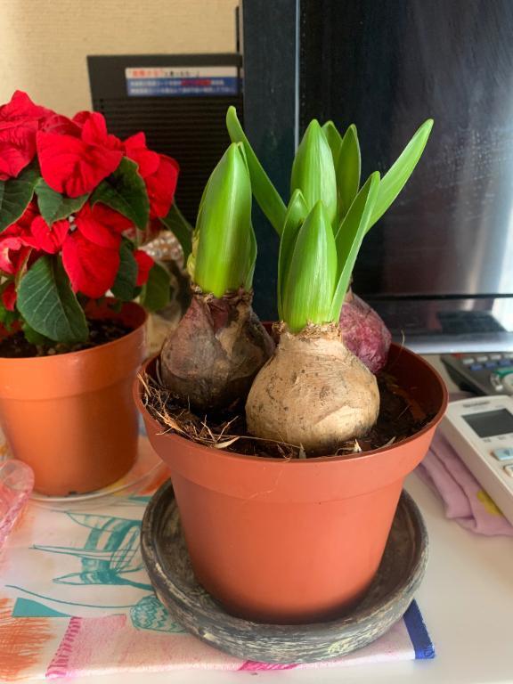 こんにちは｜写メ日記｜秋月｜鶯谷 人妻デリヘル 鶯谷人妻城