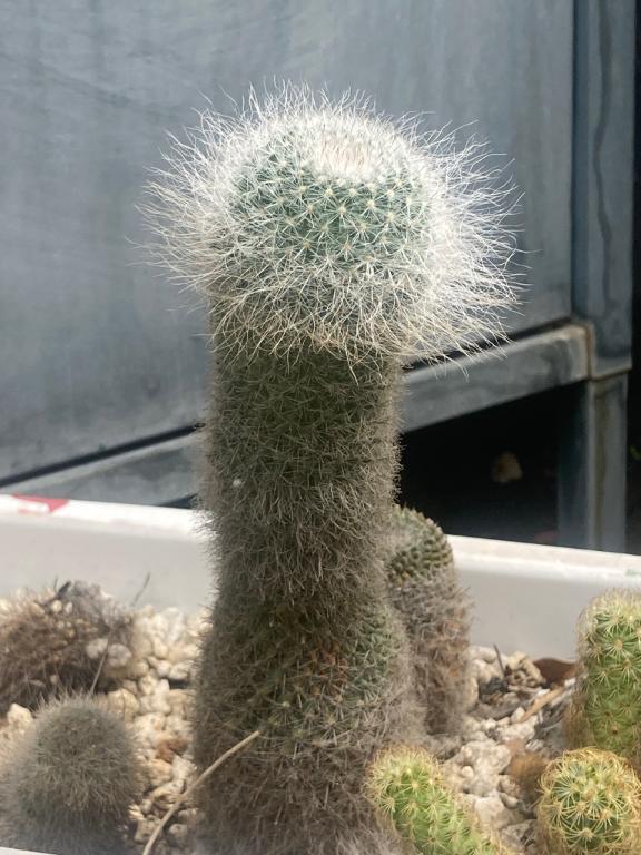 エッチなサボテンみつーけた｜写メ日記｜加納｜鶯谷 人妻デリヘル 鶯谷人妻城
